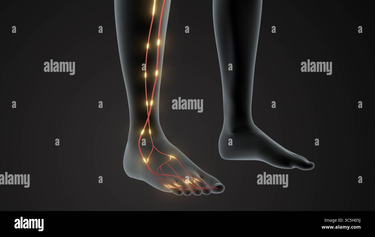 Anatomie und Signalübertragung des unteren Extremitätennervs Stockfoto
