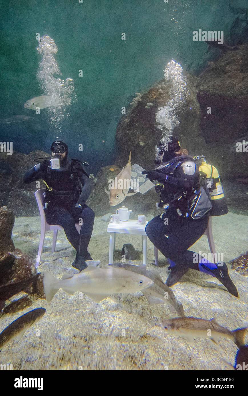 Taucher testen eine immersive Unterwasser-Wohnzimmerinstallation im Eddystone Reef Tank im National Marine Aquarium in Plymouth, um die Kampagne „Ocean Friendly Homes“ des Aquariums und Ocean Conservation Trust zu starten, die dazu beitragen soll, den Ozean vor alltäglichen CO2-Emissionen zu schützen. Bilddatum: Mittwoch, 30. Juli 2025. Stockfoto