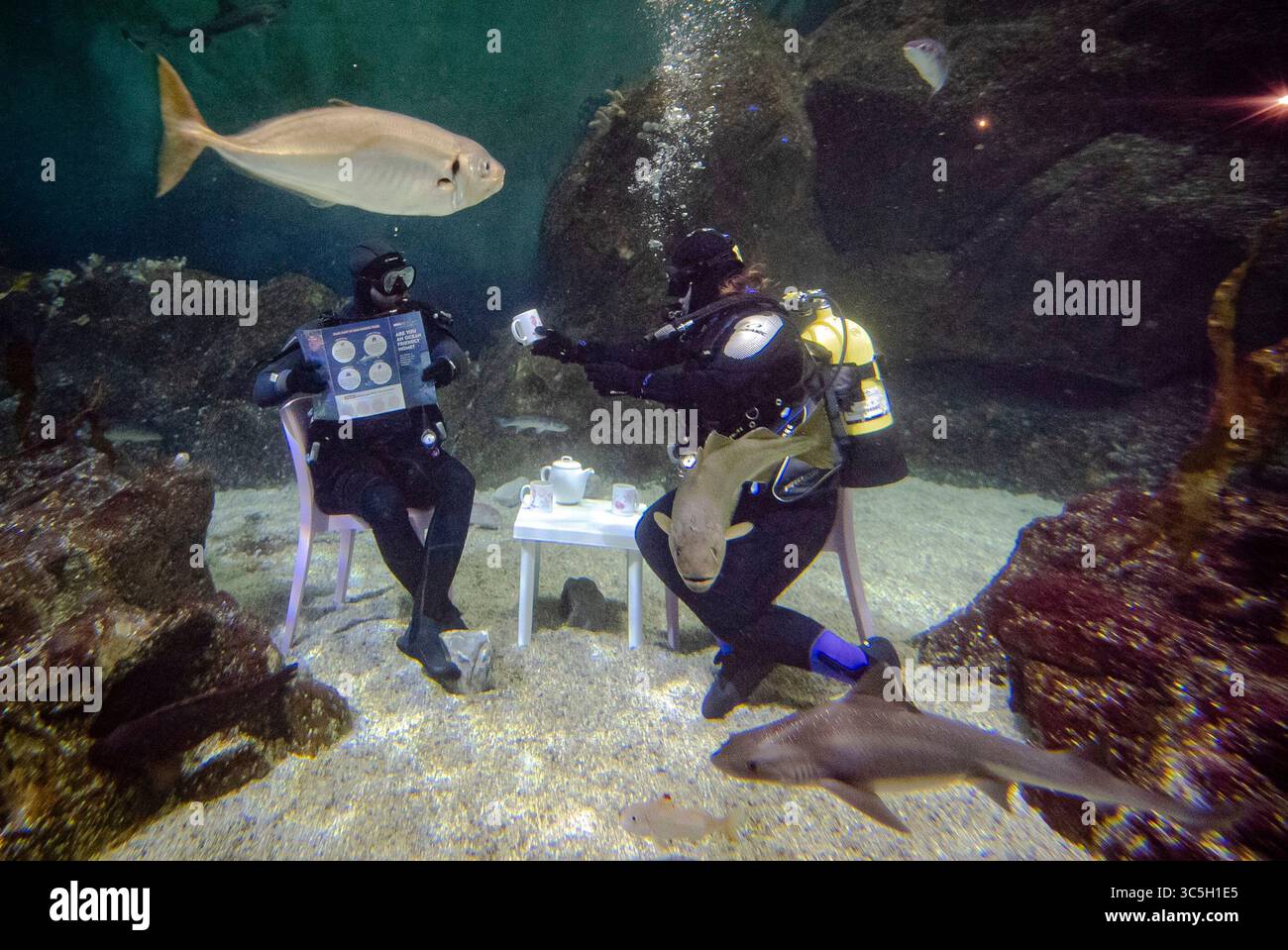Taucher testen eine immersive Unterwasser-Wohnzimmerinstallation im Eddystone Reef Tank im National Marine Aquarium in Plymouth, um die Kampagne „Ocean Friendly Homes“ des Aquariums und Ocean Conservation Trust zu starten, die dazu beitragen soll, den Ozean vor alltäglichen CO2-Emissionen zu schützen. Bilddatum: Mittwoch, 30. Juli 2025. Stockfoto