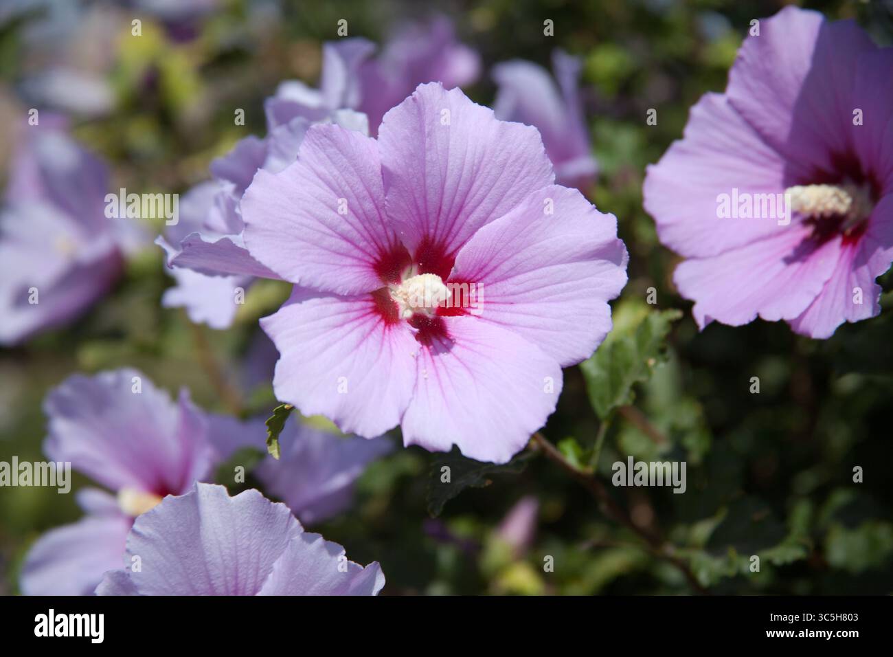 Hibiscus syriacus ist eine Art blühender Pflanze aus der Malvenfamilie Malvaceae. Stockfoto