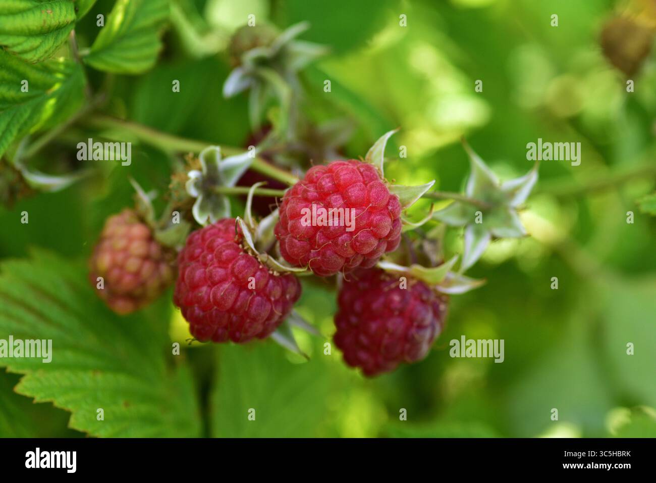 Reife rote Himbeeren hängen am Busch zwischen grünen Blättern im Sommergarten. Nahaufnahme von frischem Bio-Obst, das natürlich in Landwirtschaftsbetrieben angebaut wird Stockfoto