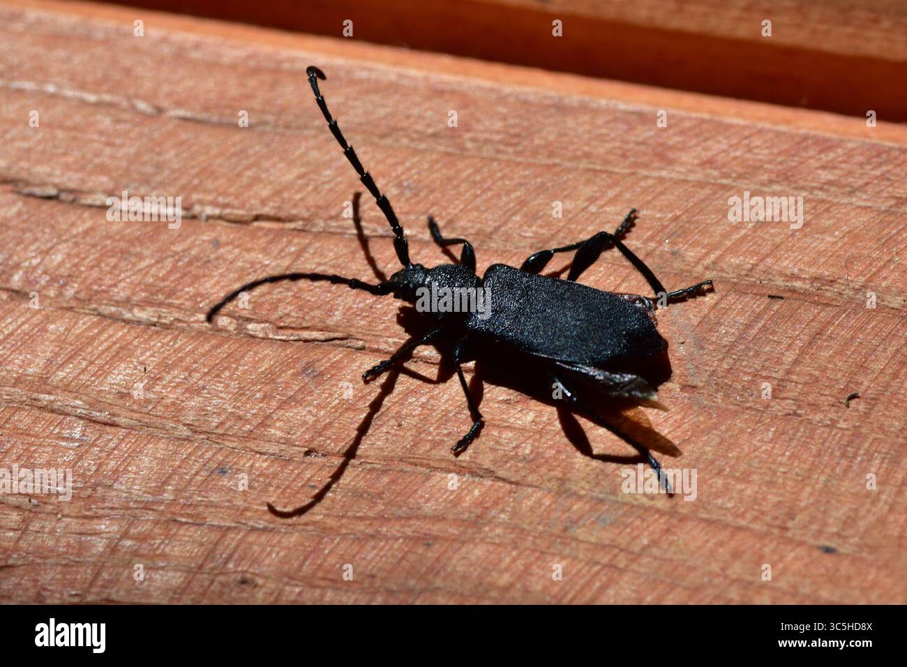 Nahaufnahme eines schwarzen Langhornkäfers auf strukturierter Baumrinde. Makroinsektenfotografie mit Details der natürlichen Tierwelt und rauer Holzoberfläche in da Stockfoto
