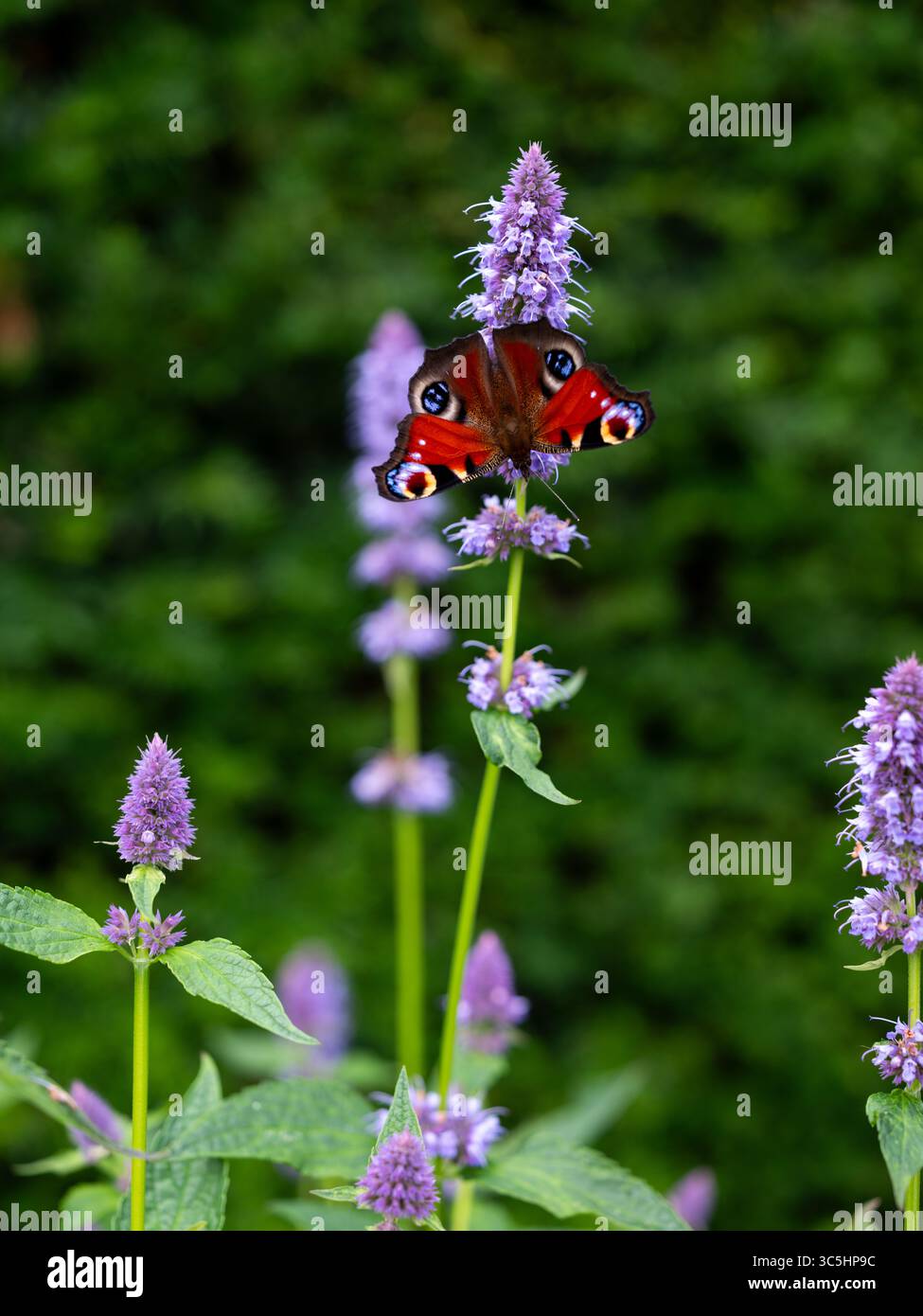 Ein Pfauenfalter in einem Garten in Dublin, Irland. Stockfoto