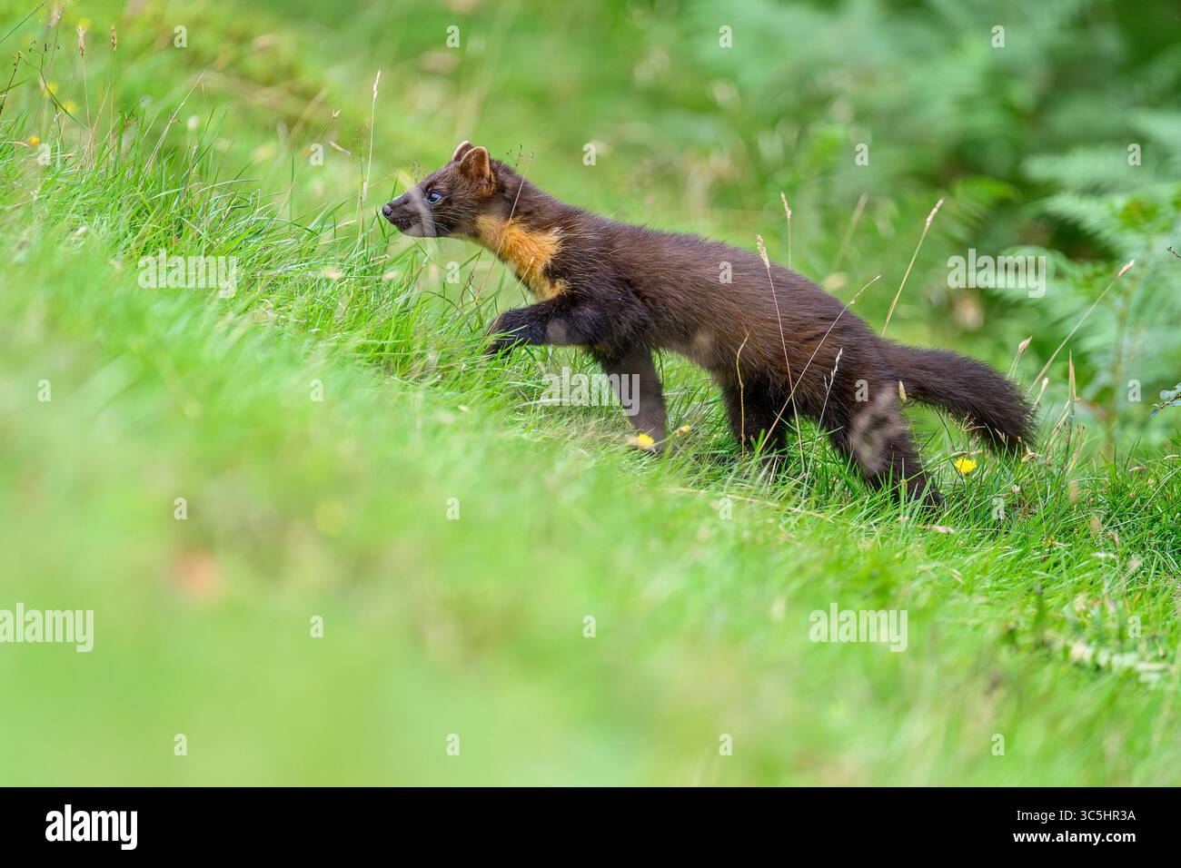 Walisische Kiefernmarder-Kits im Wald von Dyfi, Wales. Seltene Sichtung am Tag. Stockfoto