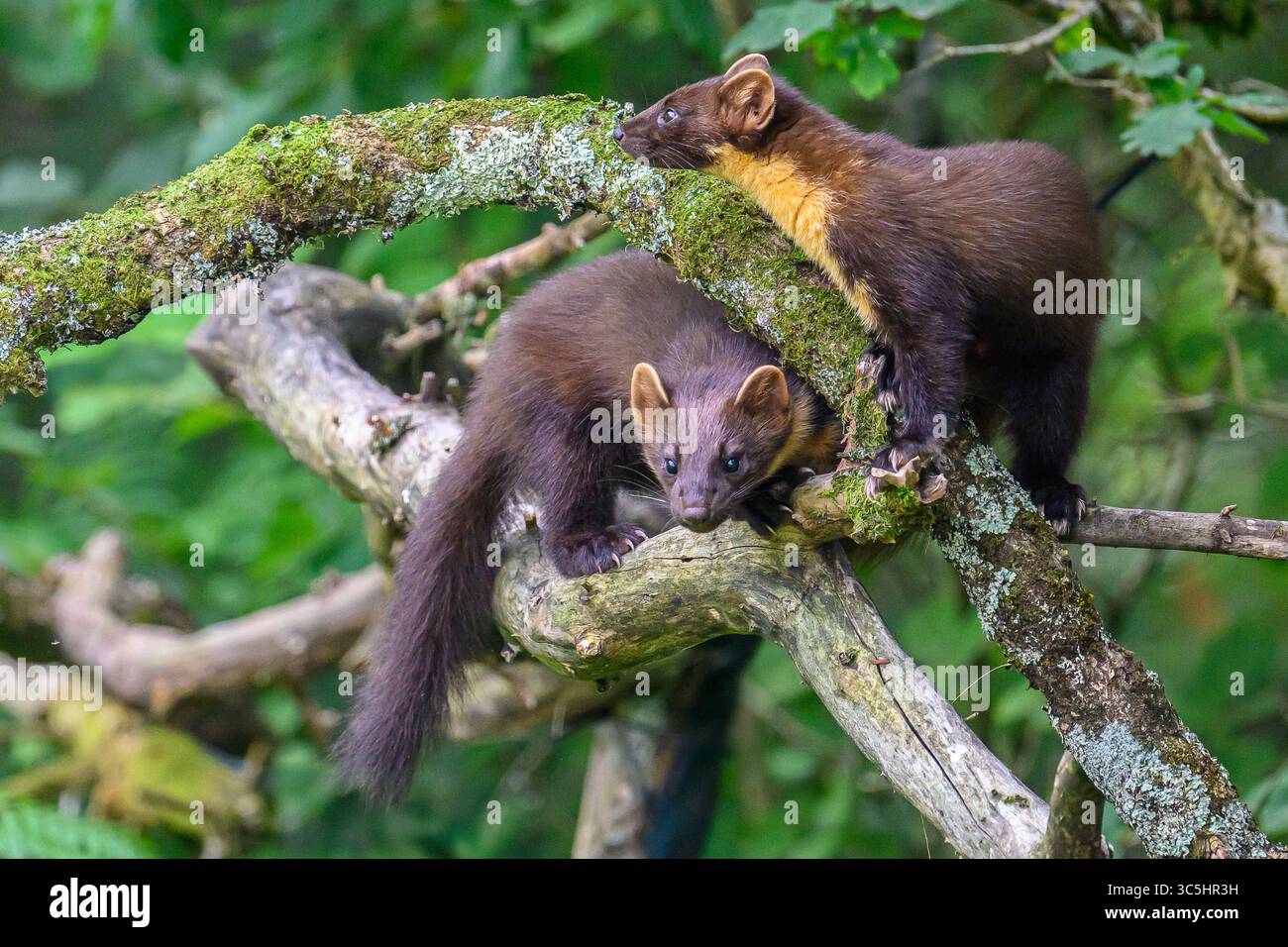 Walisische Kiefernmarder-Kits im Wald von Dyfi, Wales. Seltene Sichtung am Tag. Stockfoto