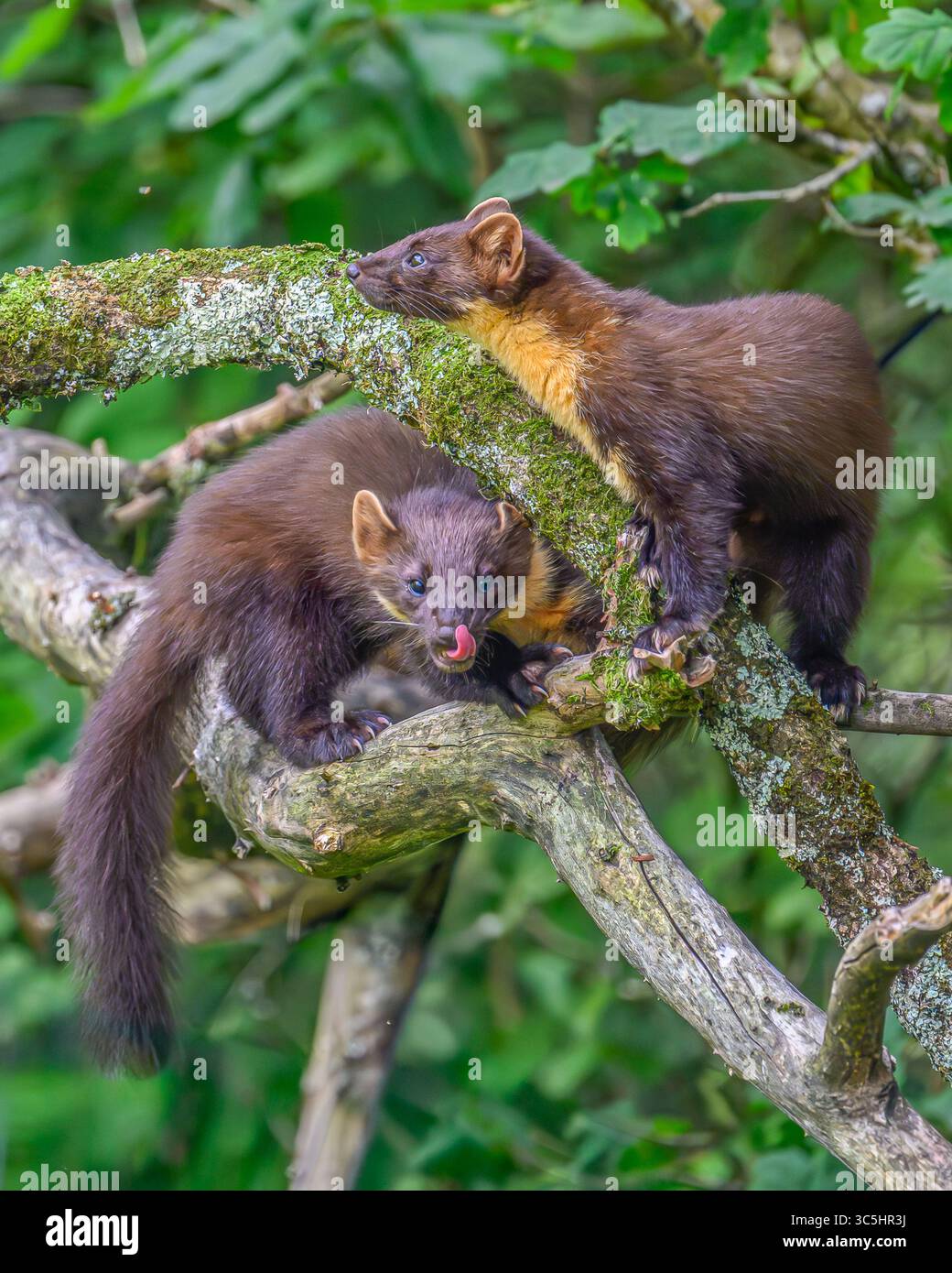 Walisische Kiefernmarder-Kits im Wald von Dyfi, Wales. Seltene Sichtung am Tag. Stockfoto