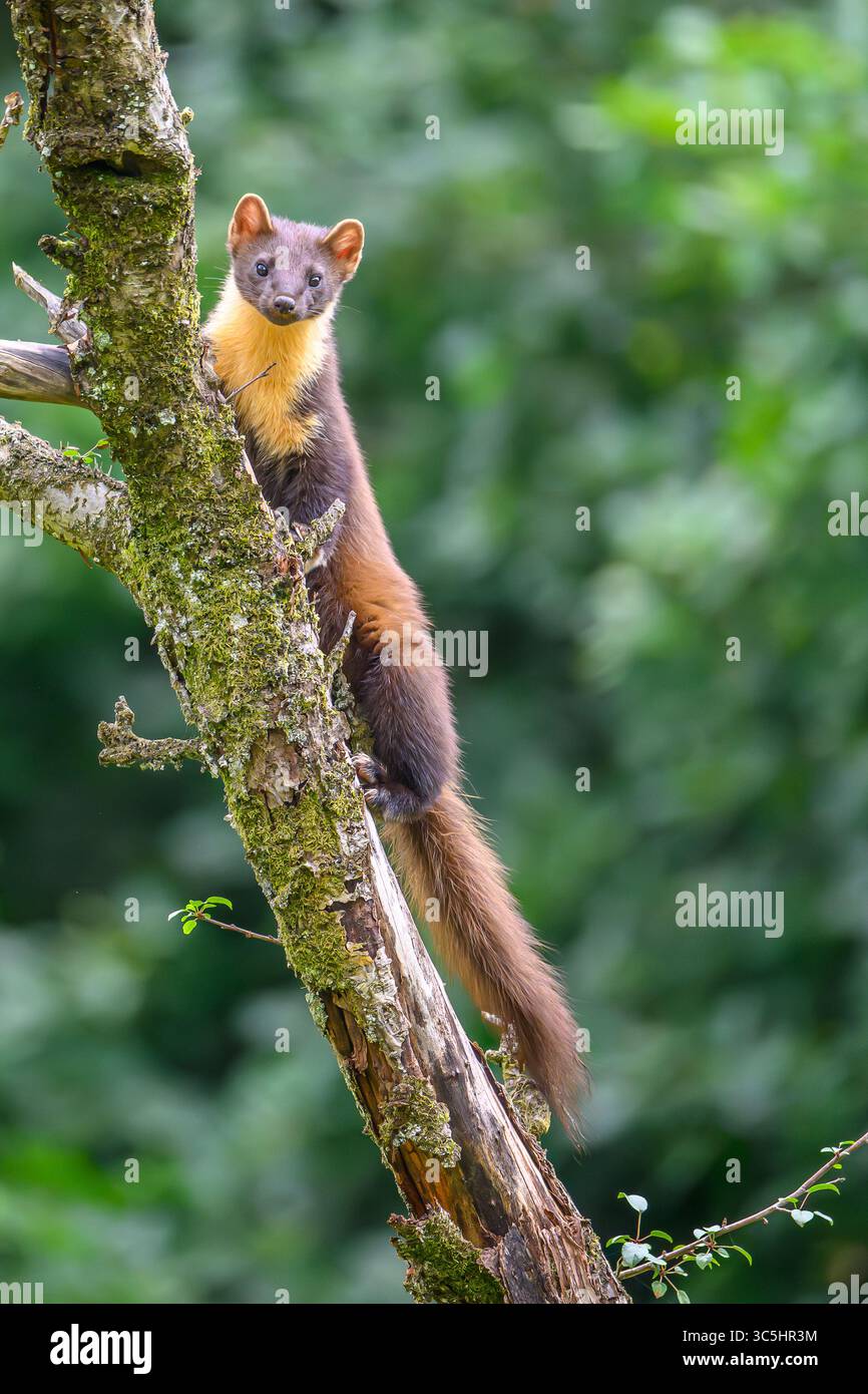 Walisische Kiefernmarder-Kits im Wald von Dyfi, Wales. Seltene Sichtung am Tag. Stockfoto