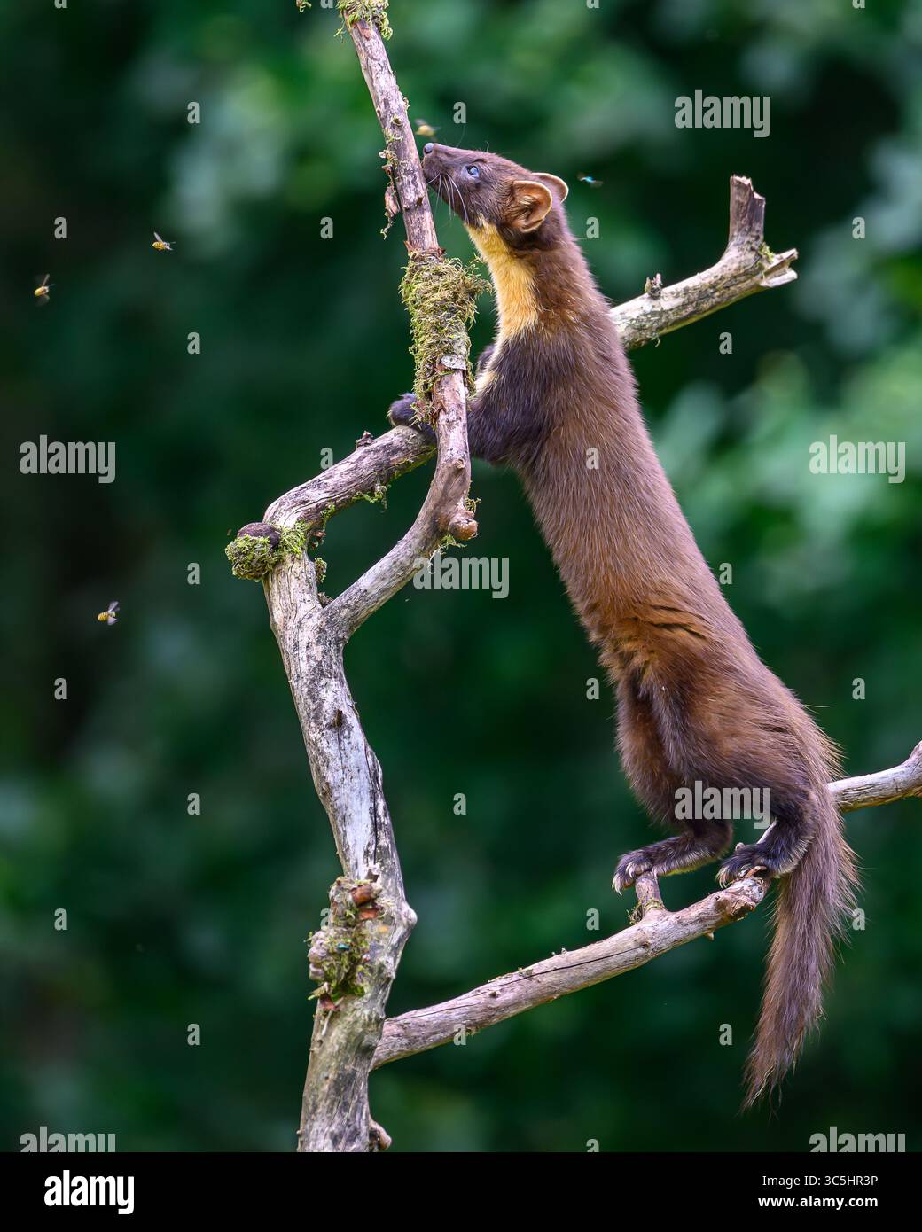 Walisische Kiefernmarder-Kits im Wald von Dyfi, Wales. Seltene Sichtung am Tag. Stockfoto