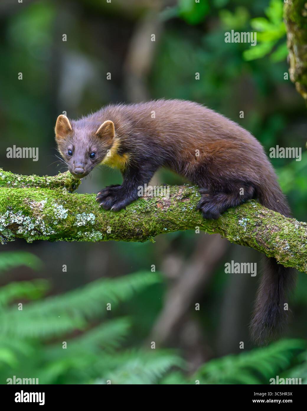 Walisische Kiefernmarder-Kits im Wald von Dyfi, Wales. Seltene Sichtung am Tag. Stockfoto