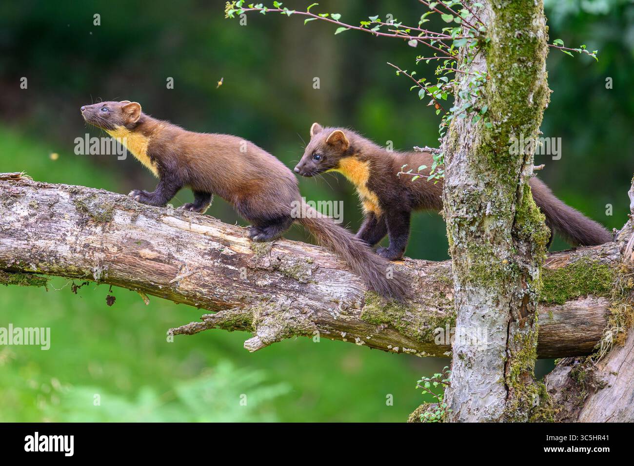 Walisische Kiefernmarder-Kits im Wald von Dyfi, Wales. Seltene Sichtung am Tag. Stockfoto