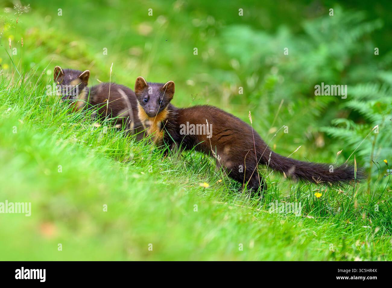 Walisische Kiefernmarder-Kits im Wald von Dyfi, Wales. Seltene Sichtung am Tag. Stockfoto