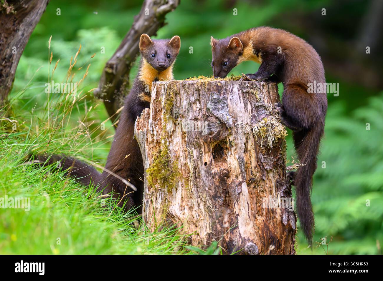 Walisische Kiefernmarder-Kits im Wald von Dyfi, Wales. Seltene Sichtung am Tag. Stockfoto