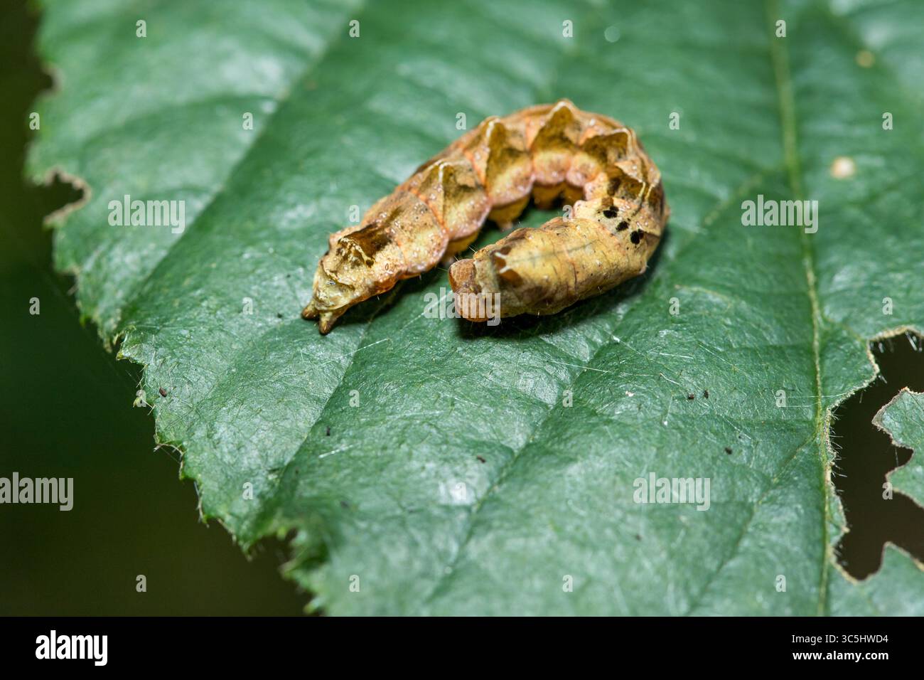 Raupe des Pfirsichblütenmottes (Thyatira batis) ruht auf einem leuchtend grünen Blatt, Nahaufnahme caterpiller auf Blatt ein zartes Insekt Stockfoto