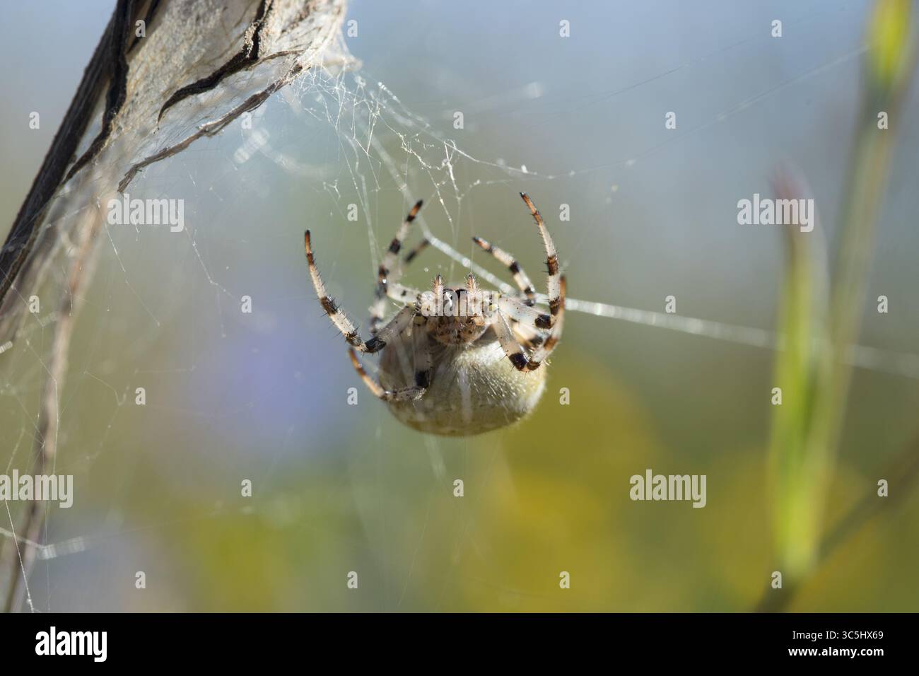 Eine faszinierende Araneus-Quadratus-Spinne mit ihrem charakteristischen abgerundeten Bauch kriecht entlang des Netzes Stockfoto