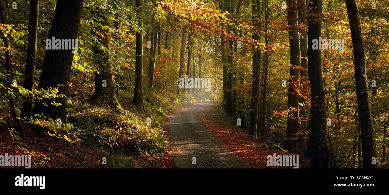 Leuchtende, fröhliche Herbstfarben in einem sonnigen Wald mit bunten Laub und einer unbefestigten Straße. Panoramablick in Panoramaformat. Stockfoto Leuchtende, fröhliche Herbstfarben in einem sonnigen Wald mit bunten Laub und einer unbefestigten Straße. Panoramablick in Panoramaformat. Stockfoto