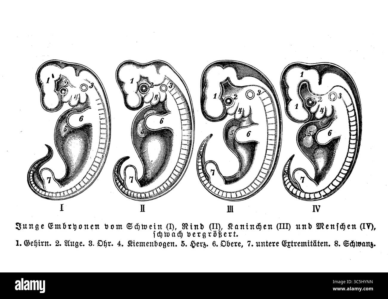 Vergleich junger Embryonen von Schwein, Stier, Kaninchen und Menschen mit deutschen Beschreibungen, Stich aus dem 19. Jahrhundert Stockfoto