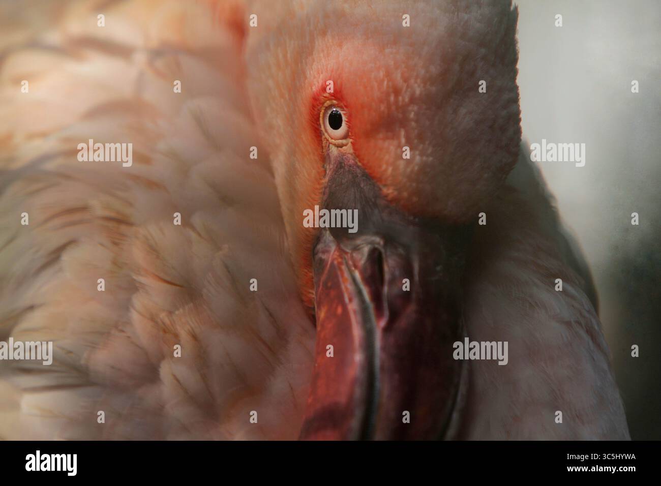 Nahaufnahme eines Flamingos, der nach vorne blickt Stockfoto