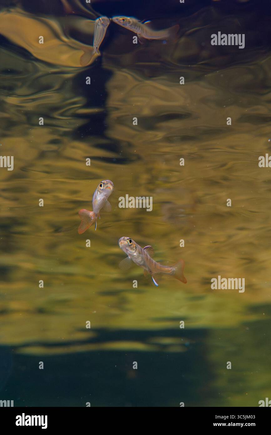 Zwei junge Koho-Lachse im Flachwasser eines Flusses in British Columbia, Kanada. Stockfoto
