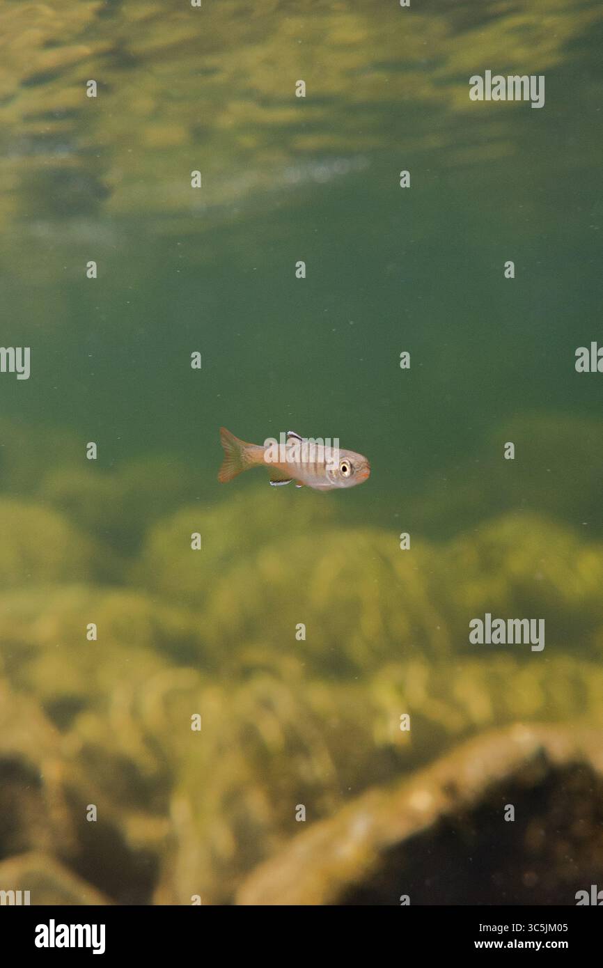 Coho-Lachse schwelgen in einem Fluss in British Columbia, Kanada Stockfoto