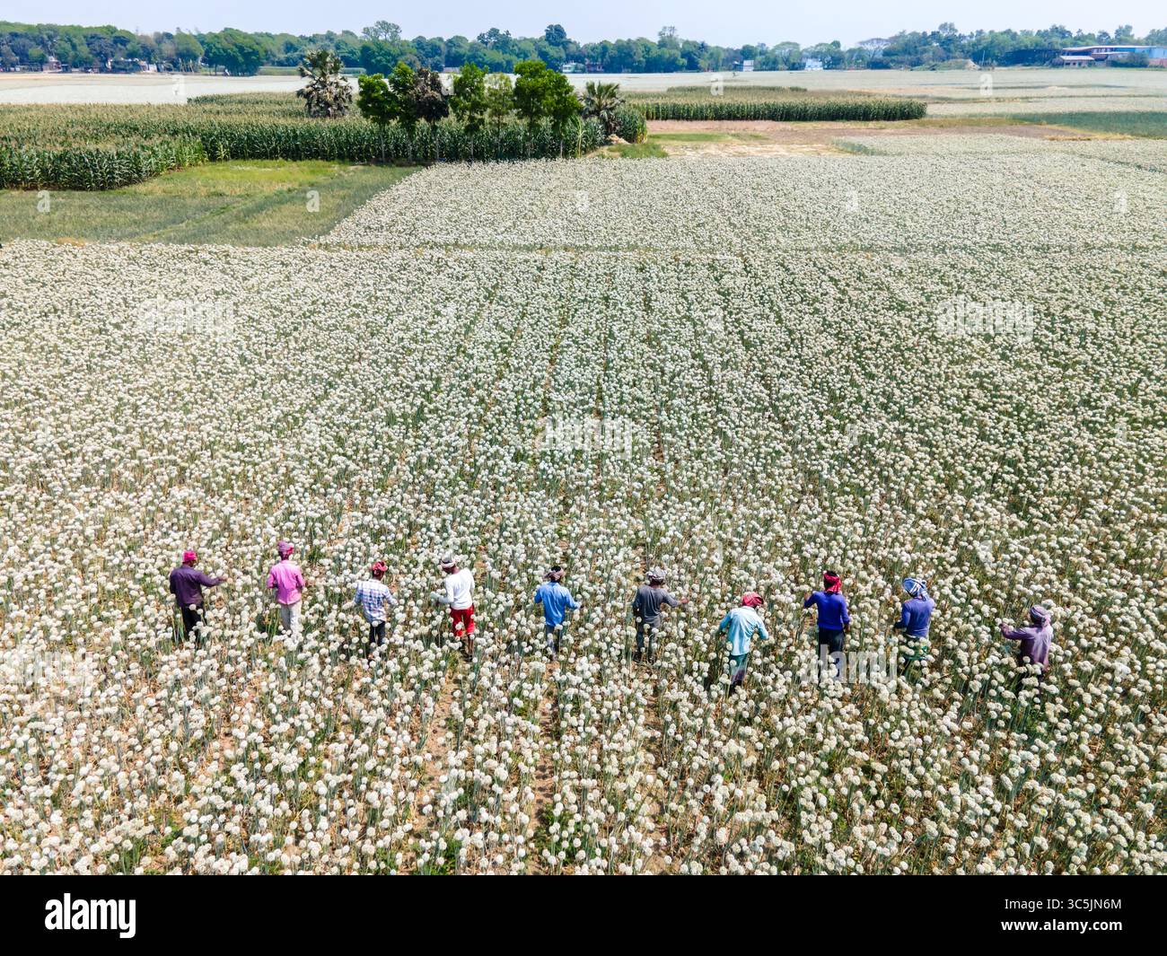 Aus der Vogelperspektive von Bauern, die in einem weiten, weißen Feld unter klarem Himmel arbeiten, im Kontrast zu den grünen Feldern und dem fernen Wasser, Faridpur, Dhaka Division, Bangladesch. Stockfoto