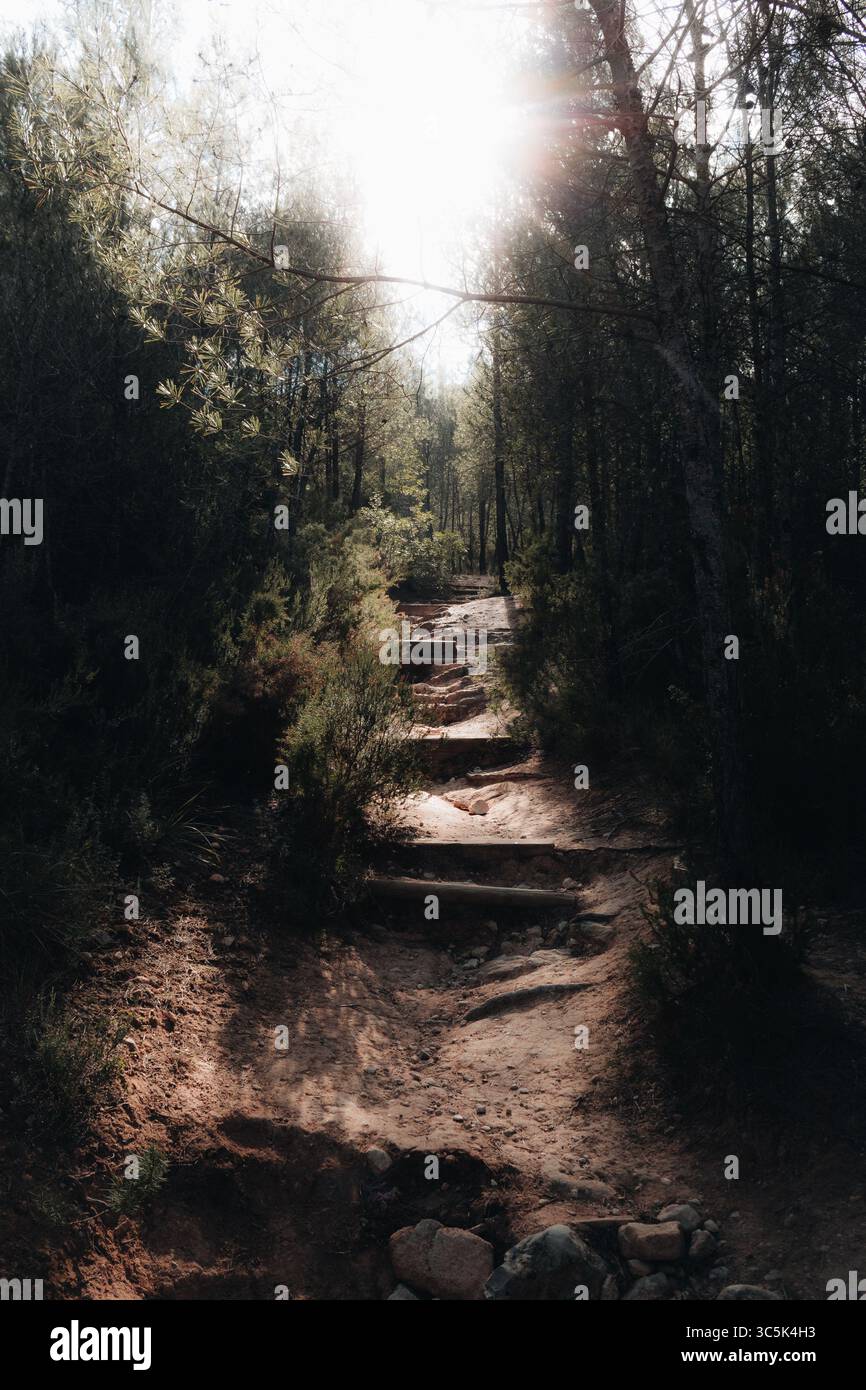 Sonnenlicht filtert durch dichte Waldbäume auf einen schroffen Feldweg mit Holzstufen. Malerischer Naturpfad umgeben von Grün und Schatten. Im Freien Stockfoto