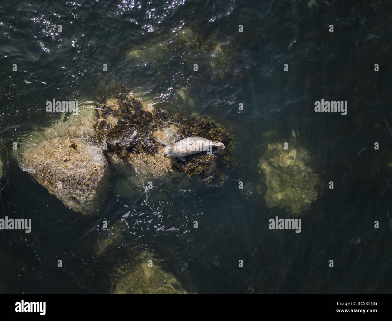 Aus der Vogelperspektive einer grauen Robbe, die sich auf einem Felsen inmitten des dunklen, plätschernden Wassers sonnt, deren Fell sich mit dem Stein verschmilzt, in der Nähe von Dublin, Irland. Stockfoto