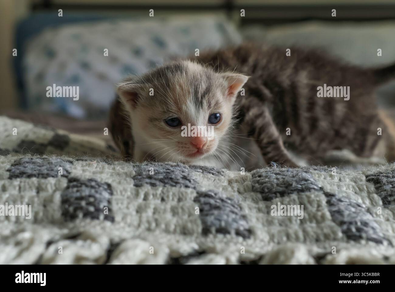 Kätzchen und Steppdecken Stockfoto