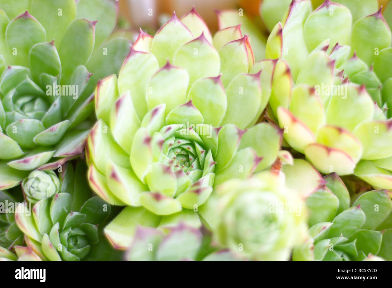 Schöne grüne dekorative Balkonblumen in einer Vase Stockfoto