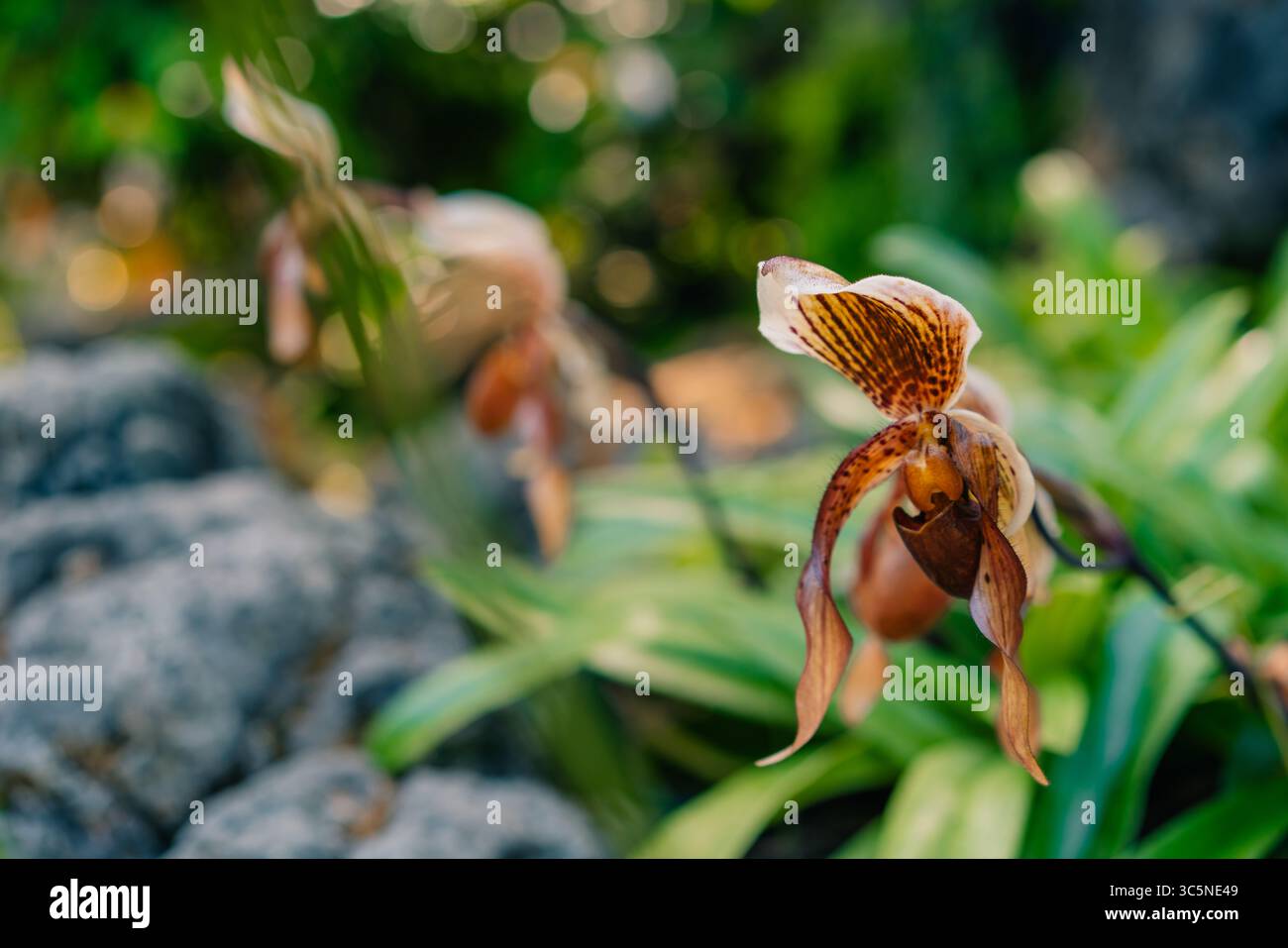 Eine Nahaufnahme einer blühenden exotischen paphiopedilum lowii-Blüte. Hochwertige Fotos Stockfoto