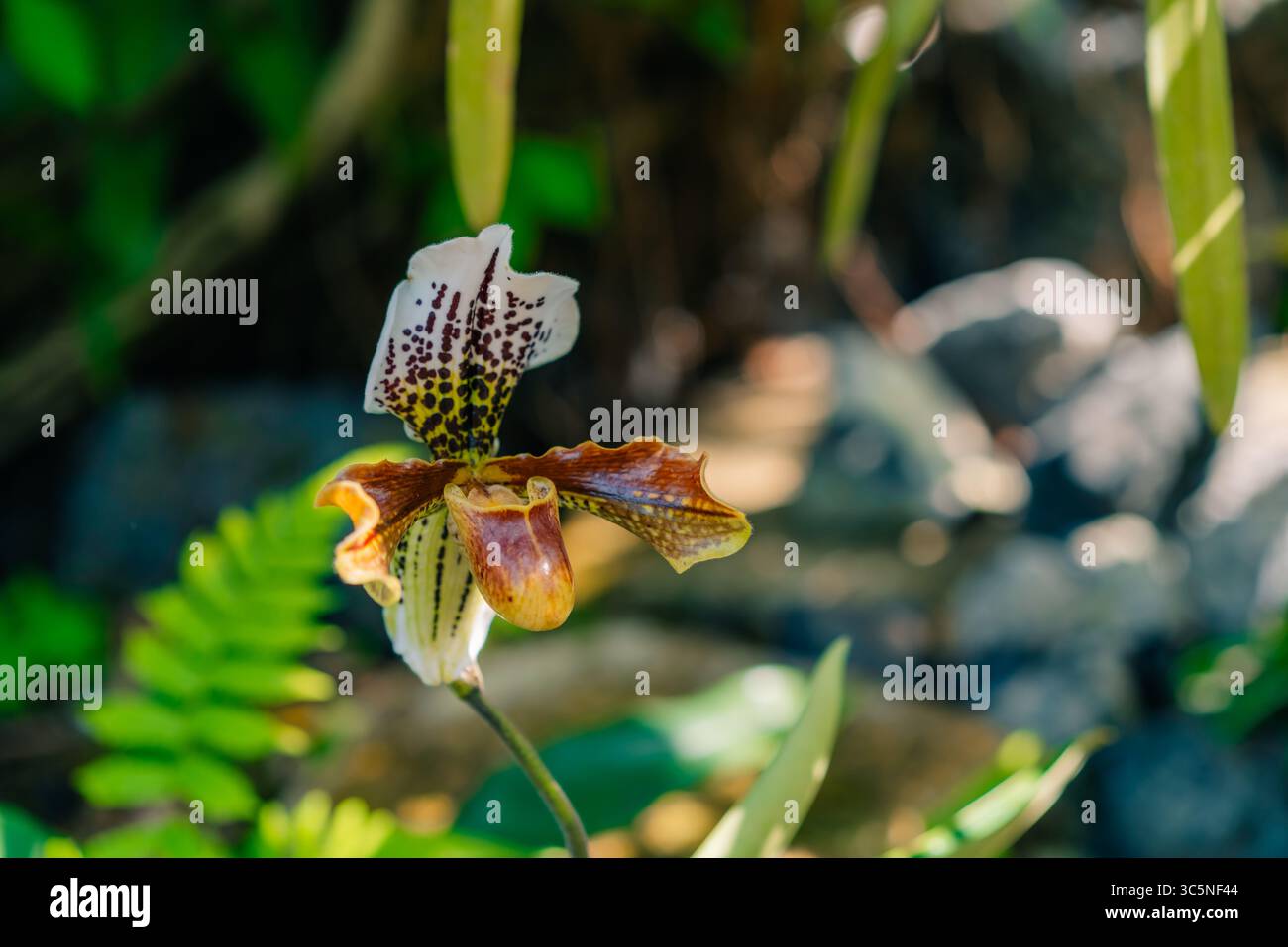 Eine Nahaufnahme einer blühenden exotischen paphiopedilum lowii-Blüte. Hochwertige Fotos Stockfoto