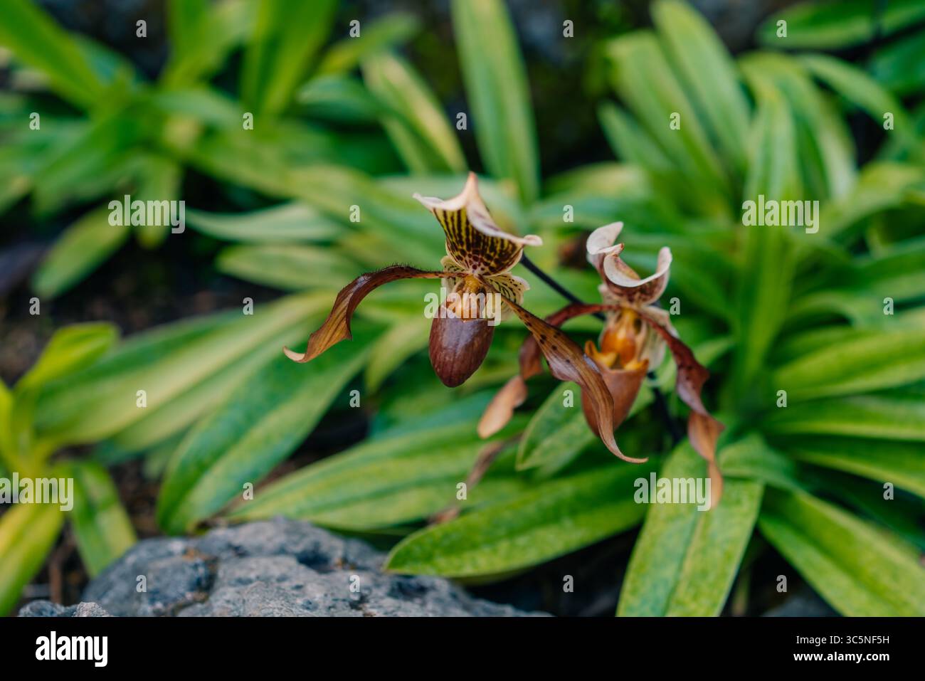 Eine Nahaufnahme einer blühenden exotischen paphiopedilum lowii-Blüte. Hochwertige Fotos Stockfoto