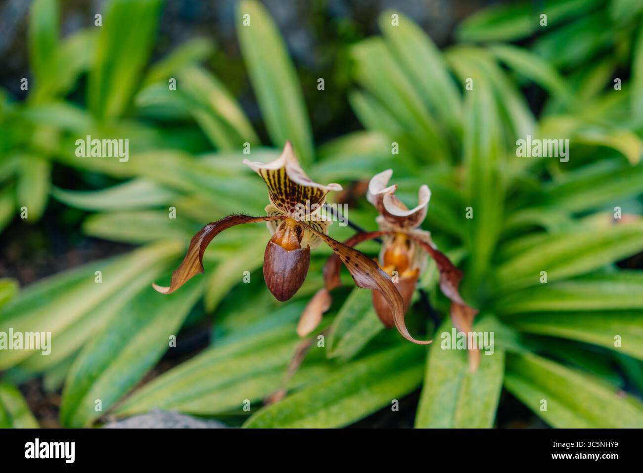 Eine Nahaufnahme einer blühenden exotischen paphiopedilum lowii-Blüte. Hochwertige Fotos Stockfoto