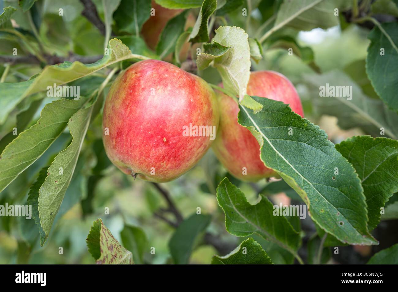 Apfel „Malus domestica“ wächst auf einem Baum. Stockfoto