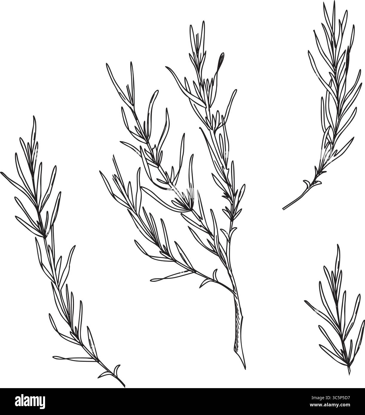 Lavendelblätter, Zweige Tinte Schwarzweiß Zeichnung. Handgezeichnete Grafik Vektor-Illustration. Strichkunst für Karten, Logos und Lebensmittel, kosmetisches Design. Stock Vektor