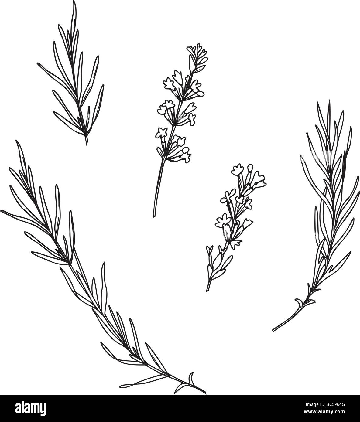 Lavendelzweige und Blumengemälde. Handgezeichnete Grafik Vektor-Illustration. Schwarz-weiß-Zeichnung für Karten, Logos und Lebensmittel, kosmetisches Design Stock Vektor