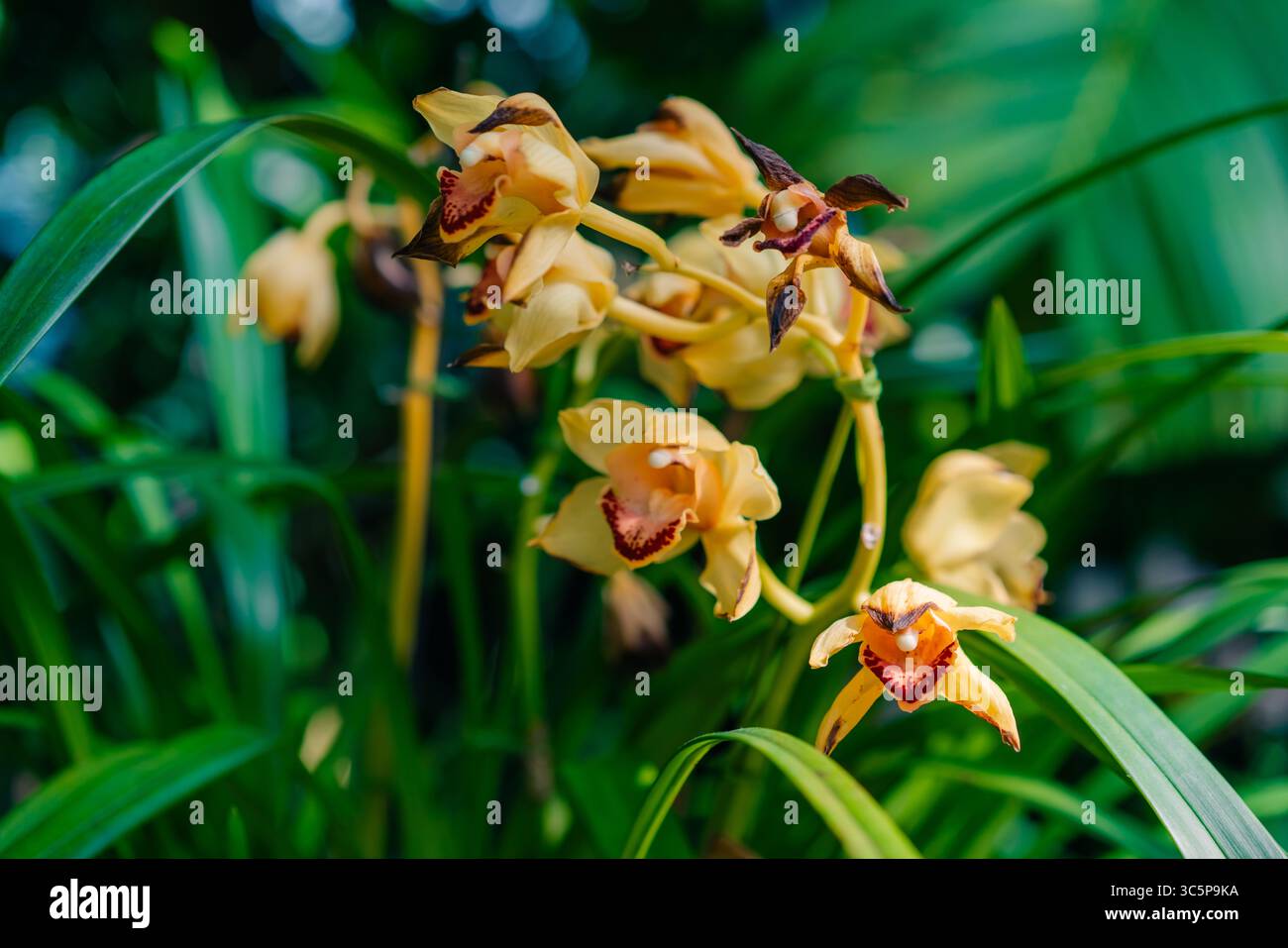 Ein Haufen orange rosa Cymbidium oder Boat Orchid. Warme rosa Orchideenblüten. Hochwertige Fotos Stockfoto