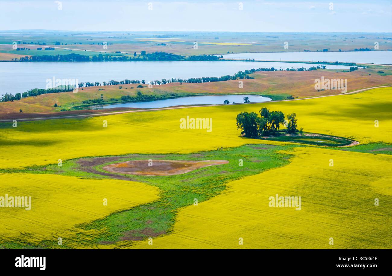 Ein atemberaubendes Panorama der Drohne über weite, lebhafte Rapsfelder in North Dakota Stockfoto