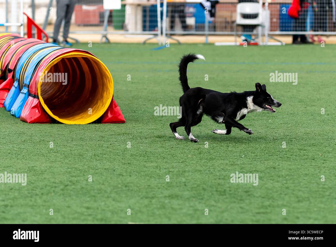 Schwarz-weißer Hund läuft bei sonnigem Wetter durch den Agility-Kurs während des Outdoor-Trainings Stockfoto