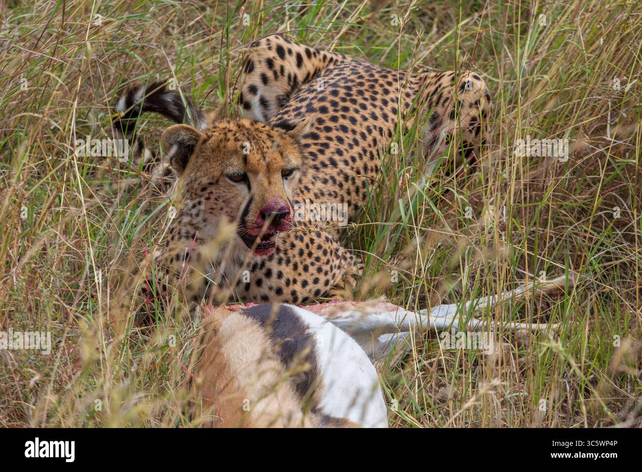 Ein Gepard, dessen Blut aus dem Mund tropft, isst eine gazella, die er kürzlich im Central Serengeti Nationalpark in Tansania, Afrika, getötet hat. Stockfoto