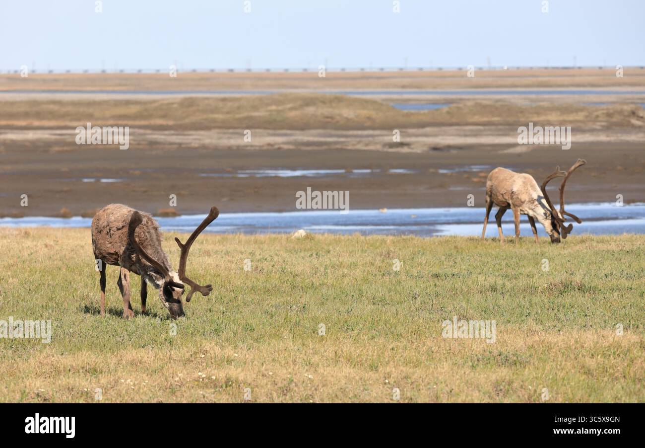 Wildtiere des Deadhorse Stockfoto