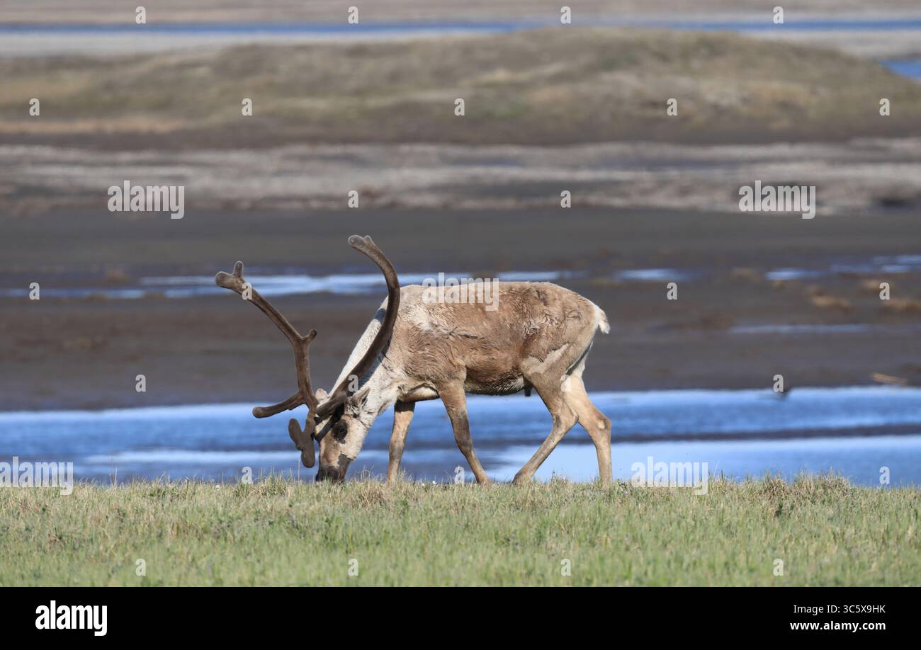 Wildtiere des Deadhorse Stockfoto