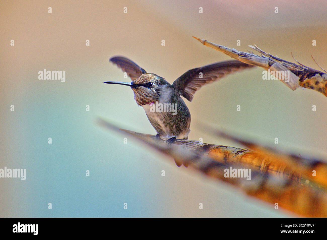 Flügel des Lichts: Ein Kolibri in Bewegung Stockfoto