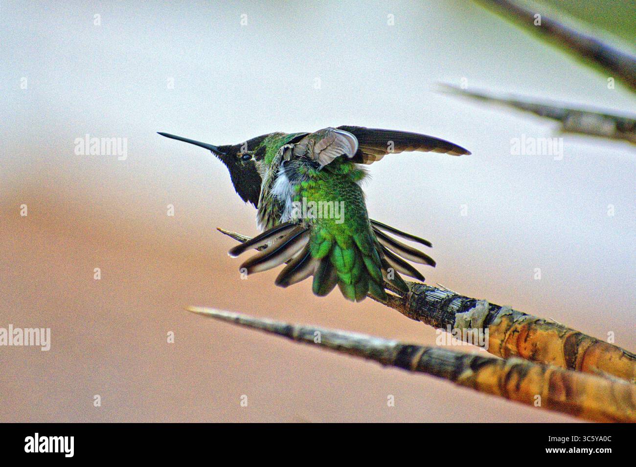 Flügel des Lichts: Ein Kolibri in Bewegung Stockfoto
