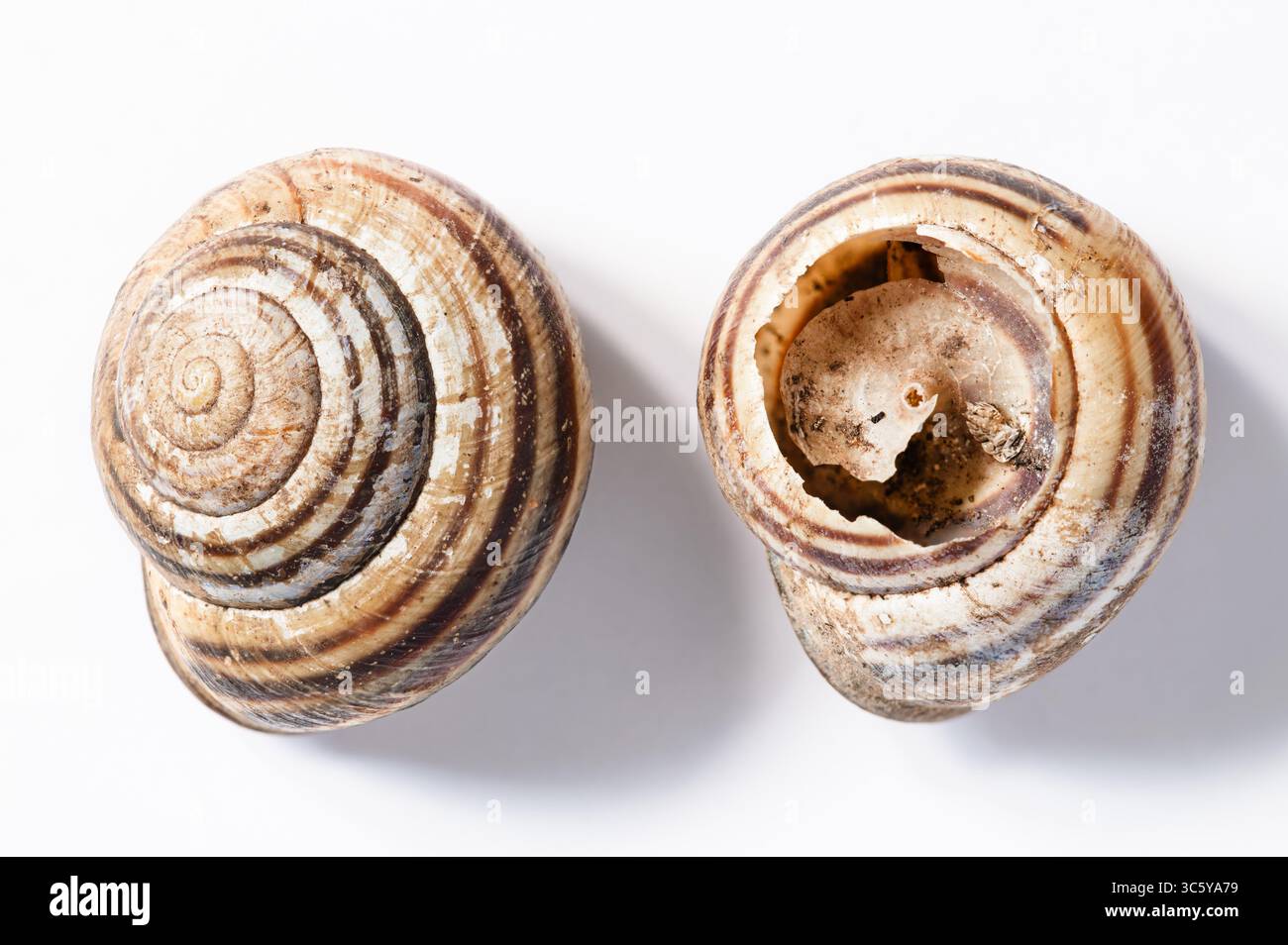 Zwei Schneckenschalen auf weißem Hintergrund, eine kaputt, die die innere Spirale zeigt Stockfoto