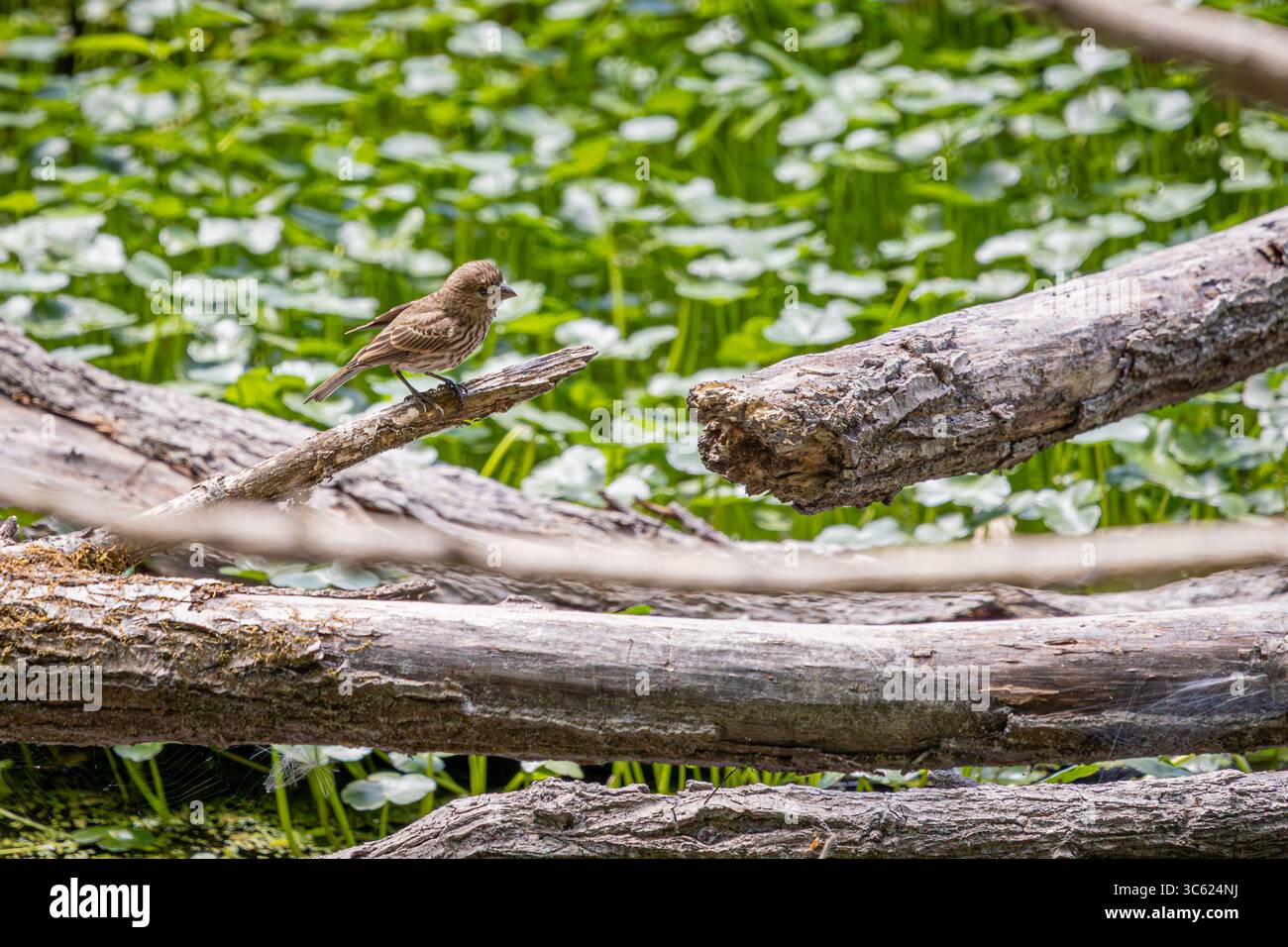 Eine weibliche Hausfinke, die auf einem Zweig im Oaks Bottom Wildlife Refuge in Portland, Oregon, thronte Stockfoto