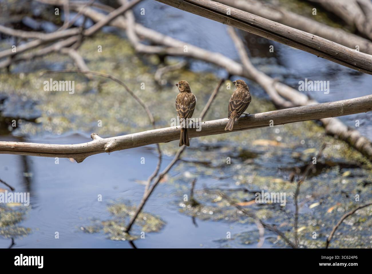 Ein Paar weiblicher Hausfinken, die auf einem Ast über dem Wasser im Oaks Bottom Wildlife Refuge in Portland, Oregon, thronten Stockfoto