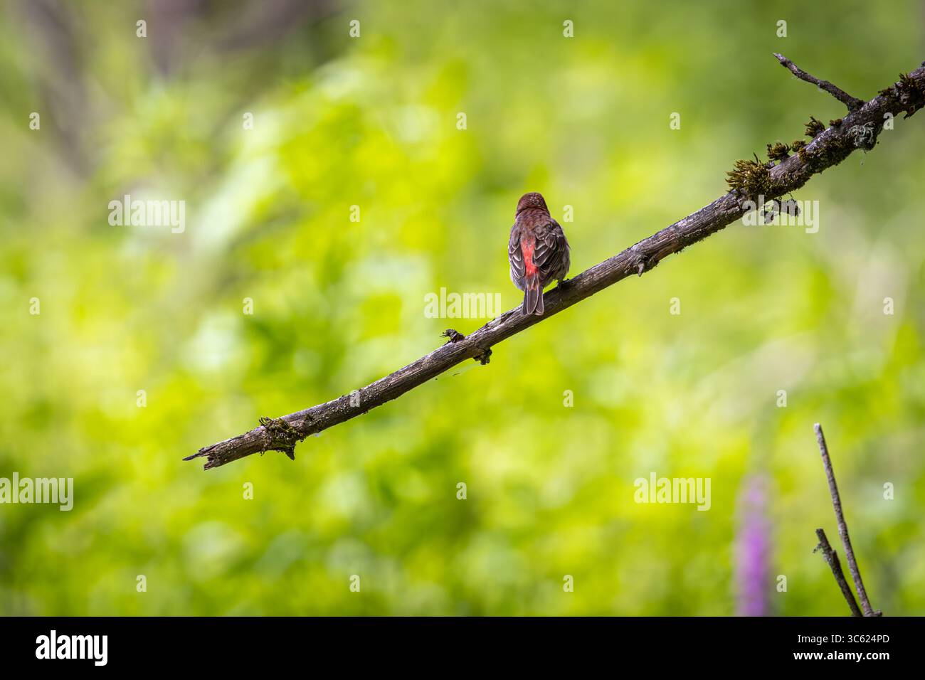 Eine Rückansicht eines männlichen Hausfinken, der auf einem Zweig im Oaks Bottom Wildlife Refuge in Portland, Oregon, thront Stockfoto