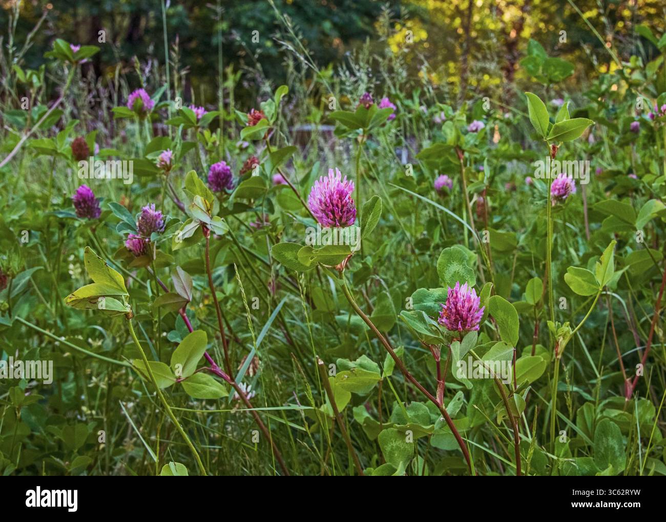 Frühlingslila Klee blüht auf einem grünen Feld Stockfoto