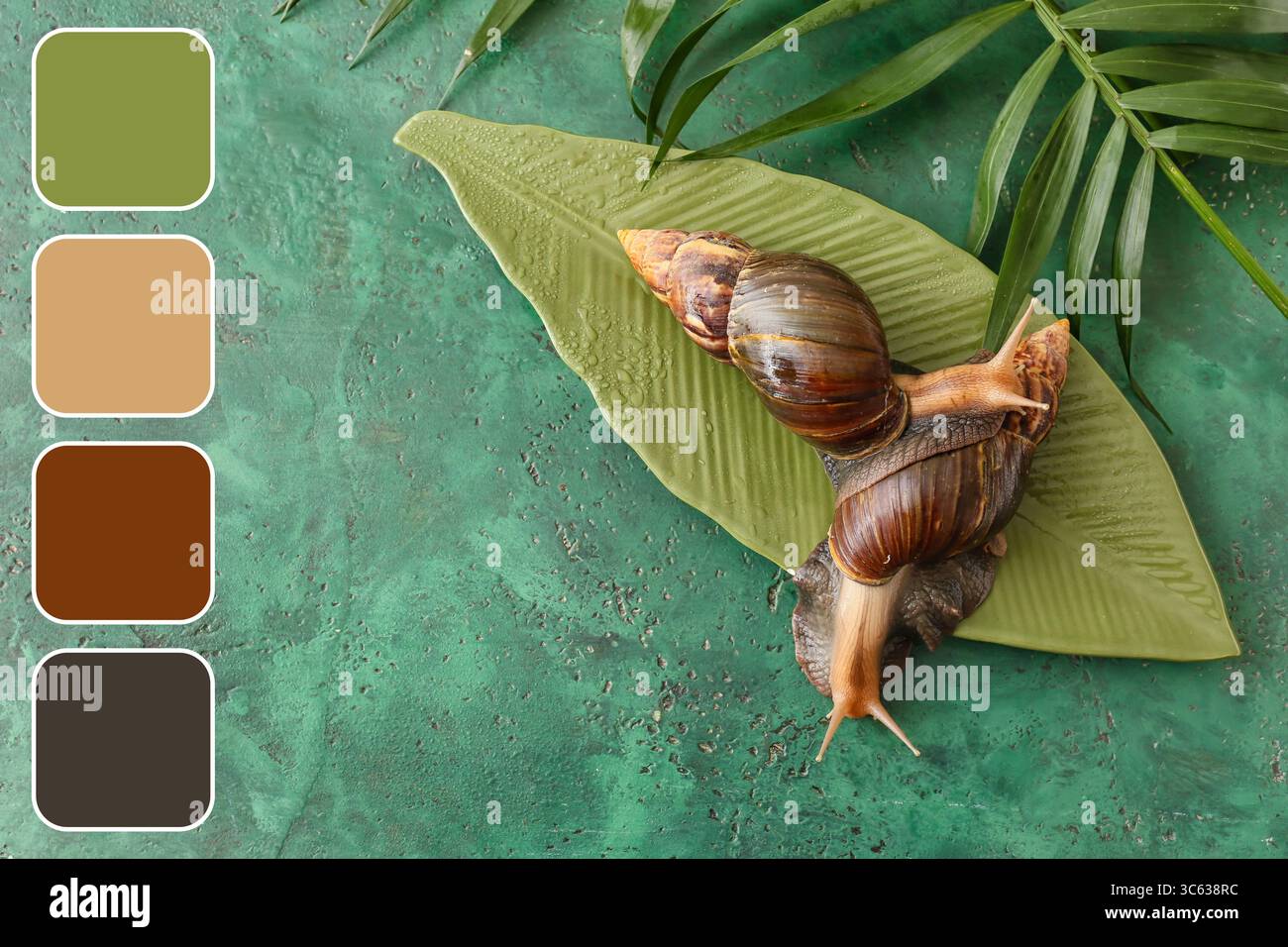 Riesige Achatina-Schnecken und tropische Blätter auf grünem Hintergrund. Verschiedene Farbmuster Stockfoto