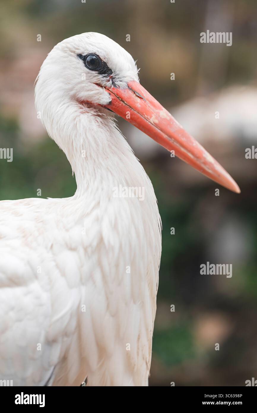 Weißstorch (Ciconia ciconia) im Profil mit scharfem Schnabel und weichem Gefieder, perfekt für Naturfotografie, Ornithologie oder Wildtiere. Stockfoto